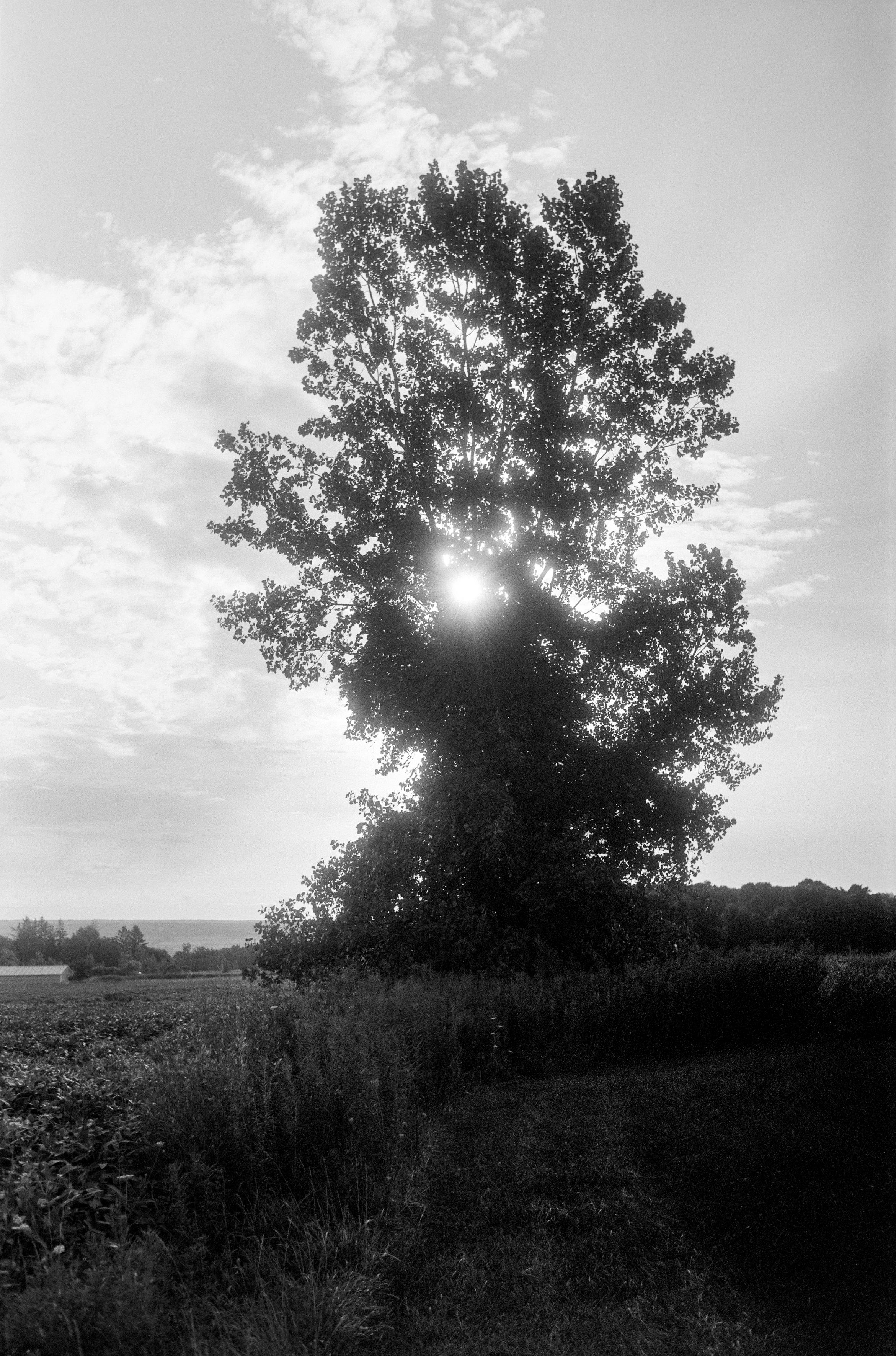 Eastern cottonwood, August 24, 2026, 7:45am. Town of Ulysses, Finger Lakes, upstate New York. 

Contax IIa | W-Nikkor C 3.5cm f/2.5 | Delta 100 (exp 2/2024) | 1/1250 at f/5.6 | ID-11 1+1 10:28 at 20.6 ("11m at 20 C") | m43 scan, grain2pixel | traditional treatment LR/PS.