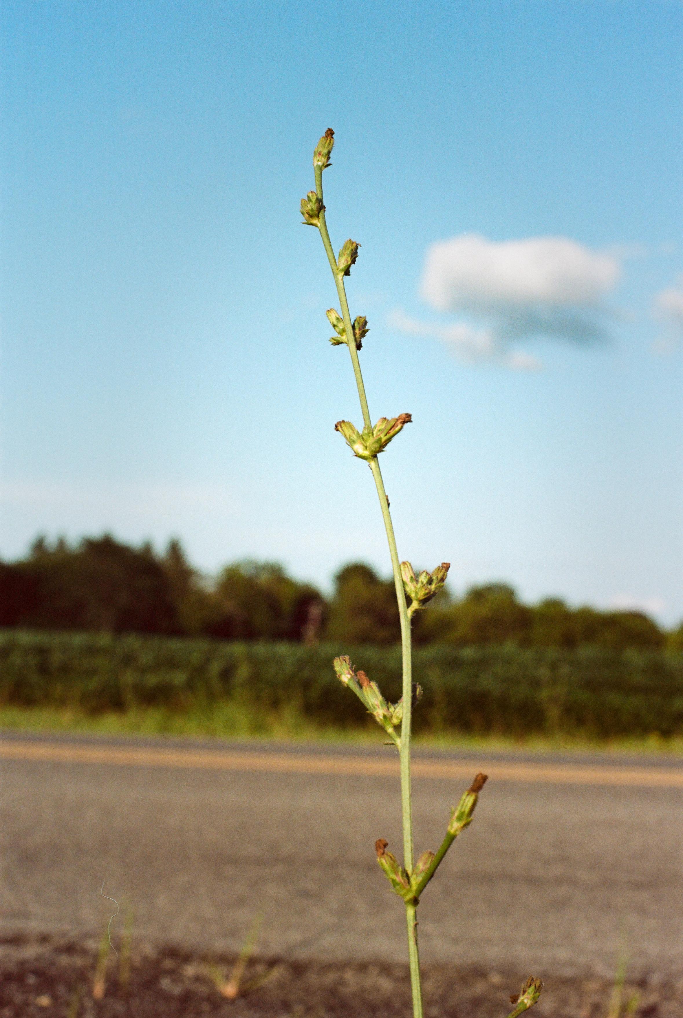 Town of Ulysses, Finger Lakes, upstate New York. August 15, 2026, 6:42pm.

Canon F-1 | FD 50mm f/1.4 | Portra 160 (exp 2024) | 1/250 at f/10 | dev/scan The Darkroom Lab | traditional treatment in LR/PS