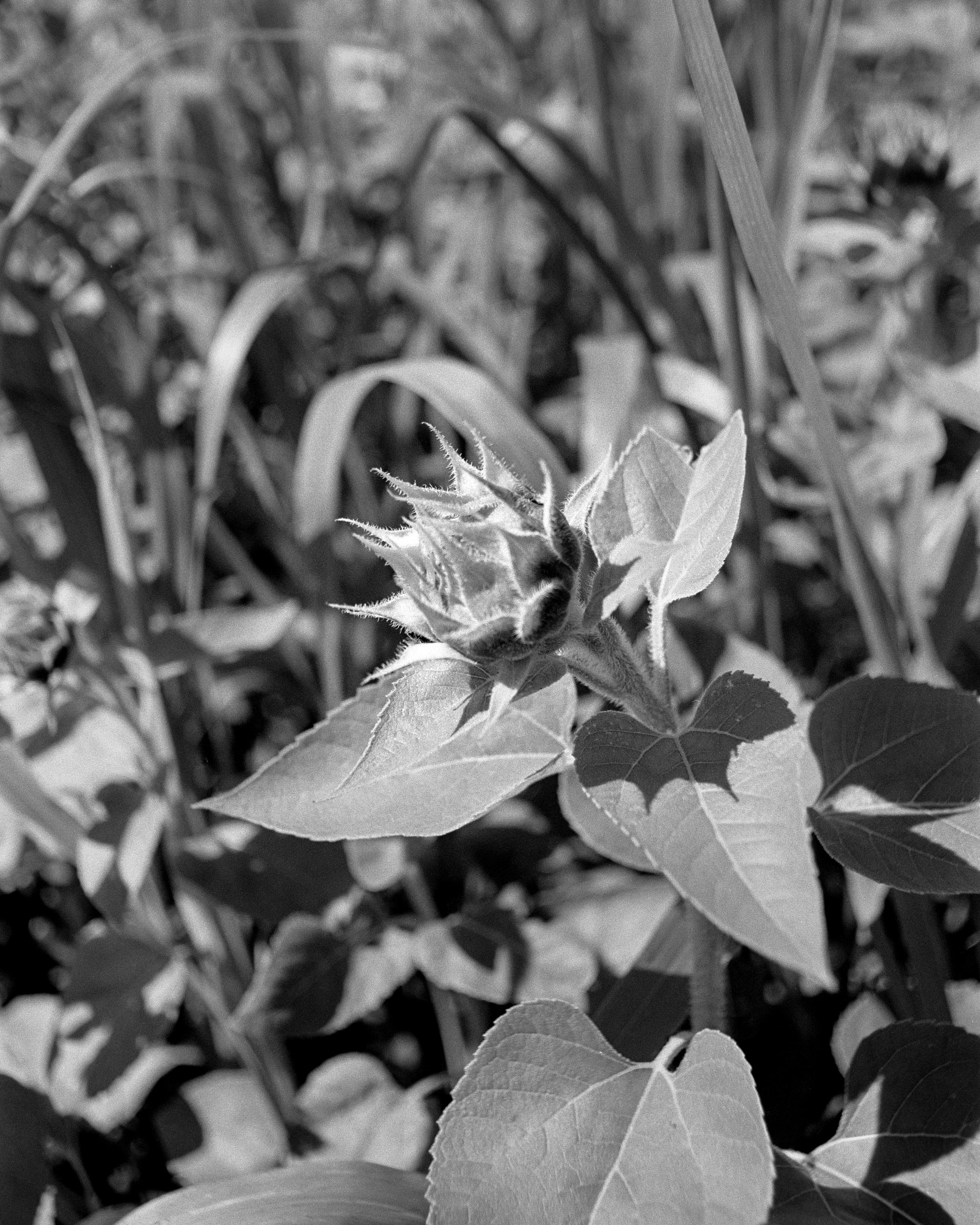 Sunflower bud. September 7, 2026, 2:30pm. Town of Ulysses, Finger Lakes, upstate New York.

Pentax ME Super | 28mm f/2.8 | T-Max 100 (exp 3/2025) | 1/250 at f/10 | ID-11 1+1 9:38 at 19.8 C | m43 scan, grain2pixel | traditional treatment in LR/PS