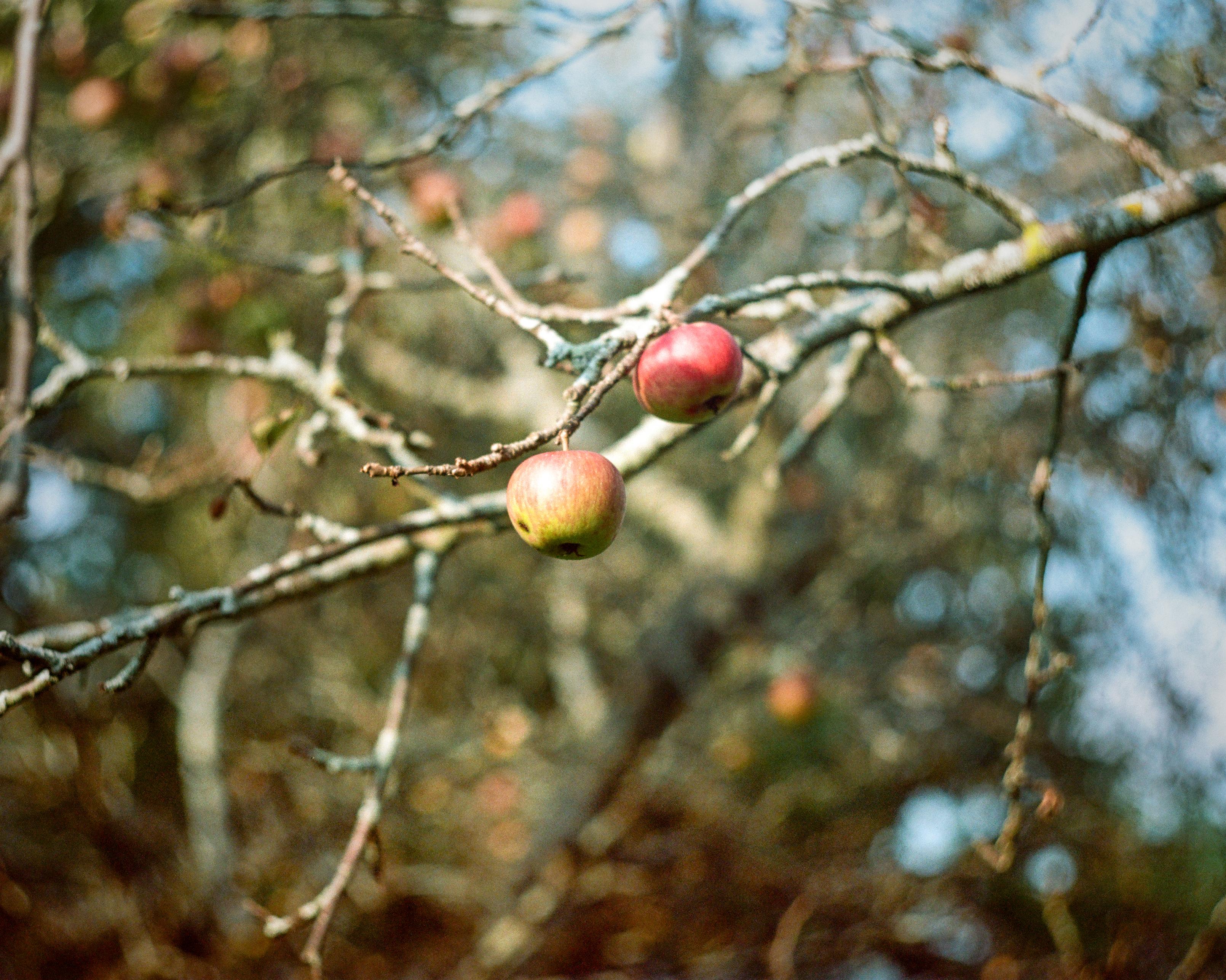 Town of Ulysses, Finger Lakes, upstate NY. September 1, 2026, 5:26pm.

Contax IIa | Helios 103 53mm f/1.8 | Portra 160 | 1/1250 at f/1.8 | dev/scan The Darkroom Lab | traditional treatment LR/PS.