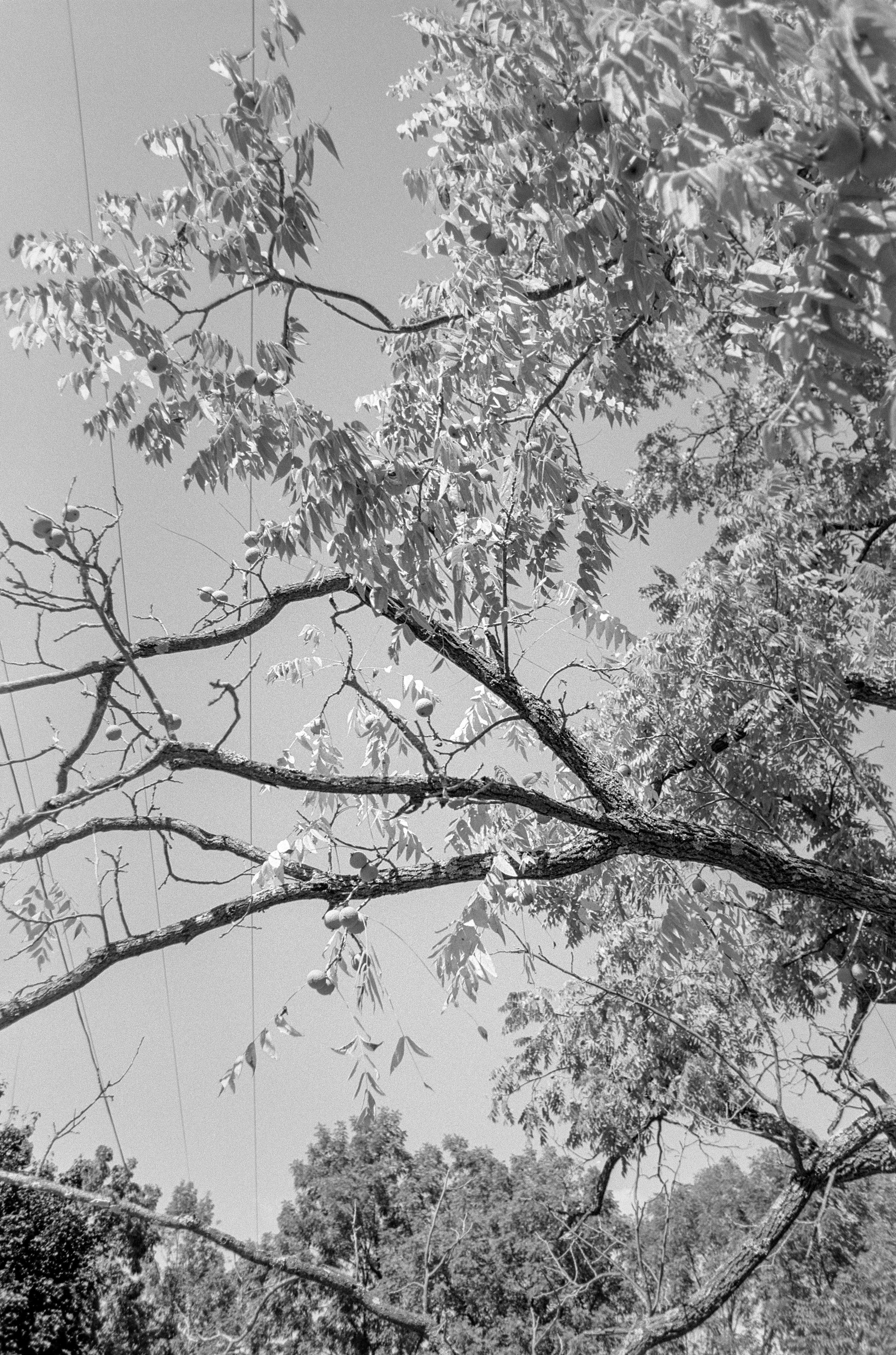 Black walnut tree. Town of Ulysses, Finger Lakes, upstate New York. September 7, 2026, 2:20pm

Pentax ME Super | Pentax-M 28mm f/2.8 | T-Max 100 | ID-11 1+1 9:39 at 19.8 C | m43 scan, grain2pixel | traditional treatment in LR/PS.