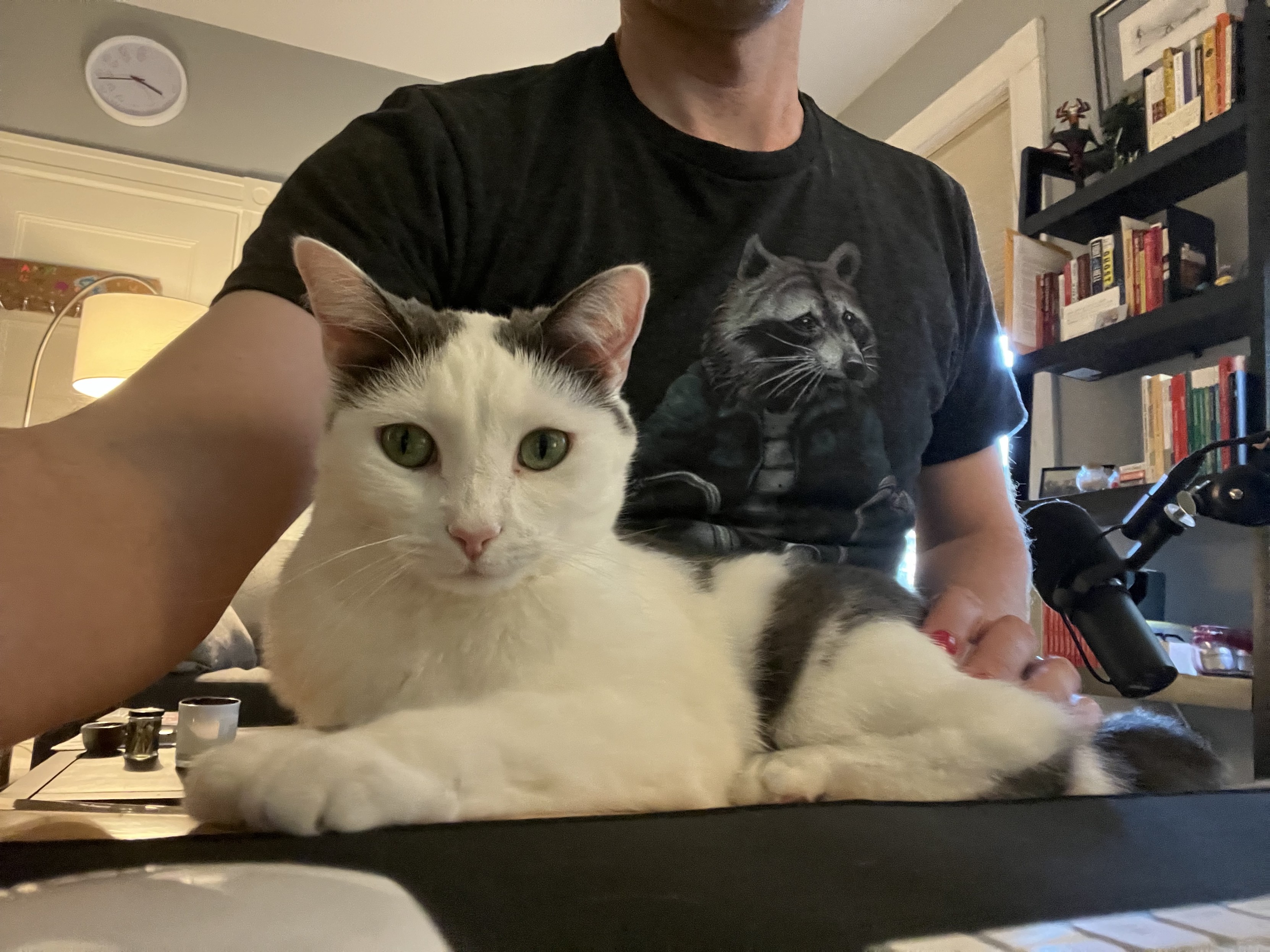 Ethan is sitting at his desk while wearing a black t-shirt with a drawing of a raccoon riding a bicycle. A gray-and-white kitten named Olive is sitting in his lap, looking expectantly at the camera.