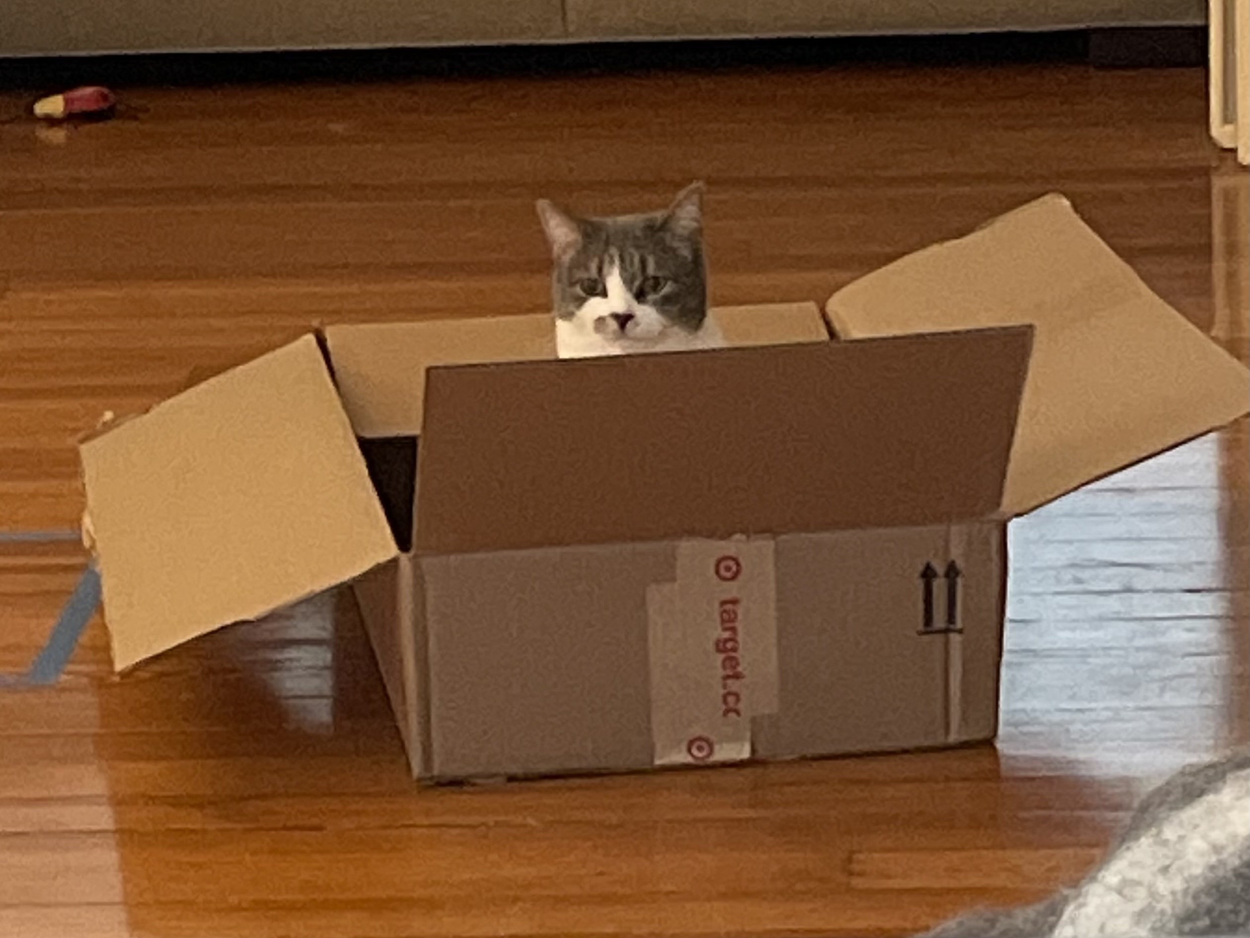 A gray and white kitten named Lily is sitting in an open cardboard box that’s in the middle of a hardwood floor.