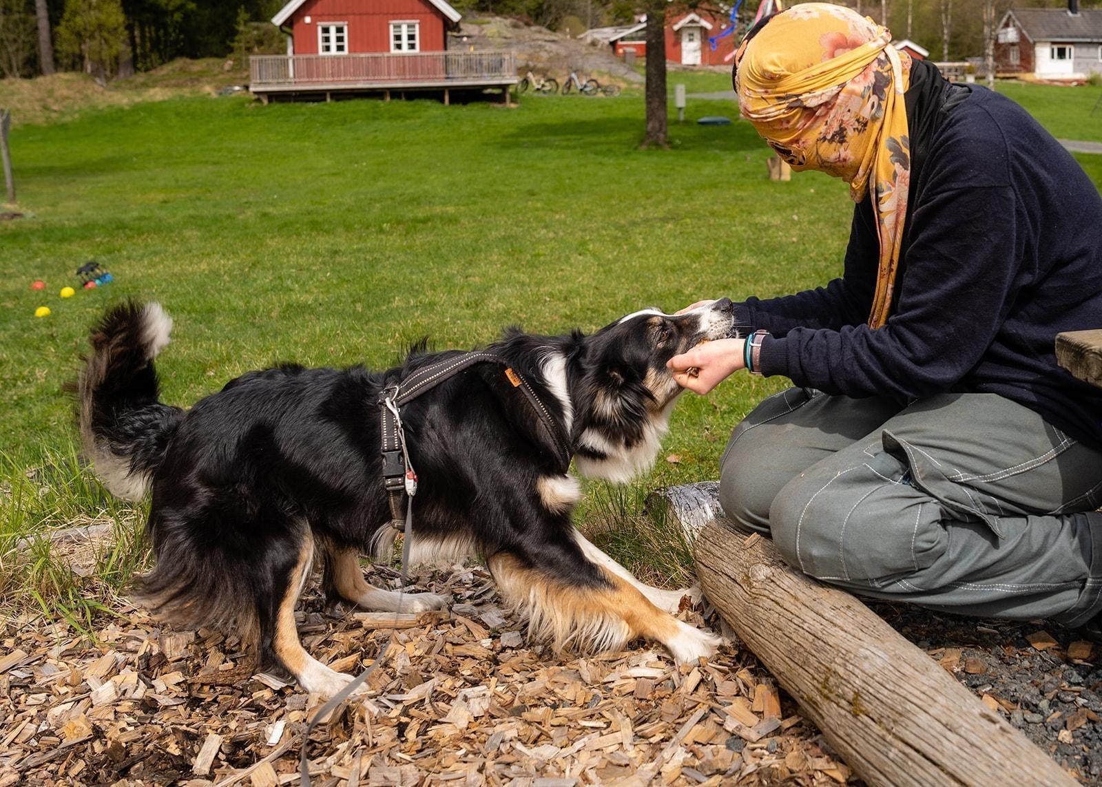 A person wearing a mask made of a yellow floral-pattern scarf is kneeling on a log. The person is playing with a tricolor border collie dog. The dog is wearing a harness. In the background are cabins