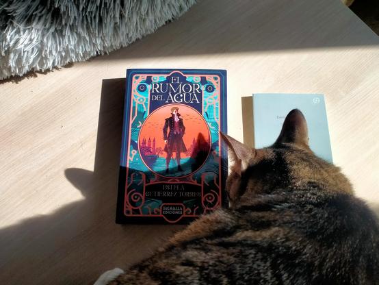 Gato atigrado revisando los libros para comprobar que todo está correcto.