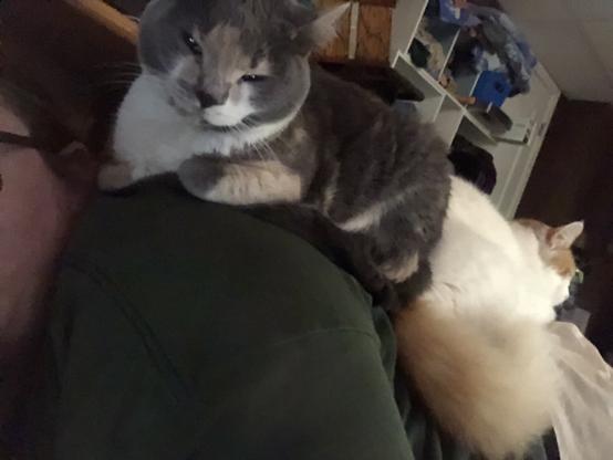 A person lying down, with two sleeping cats on their back