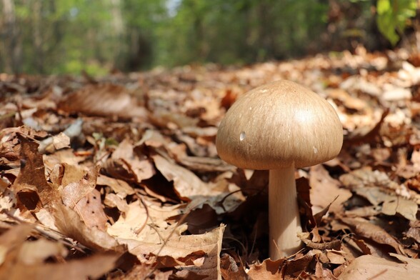 Photograph of a dome-capped mushroom among a patch of discarded leaves on the forest floor. The mushroom and the leaves all have a dried brown color with contrasts of light and shade added by the layering and curling of the leaves. The green of the forest lurks in the distance beyond.