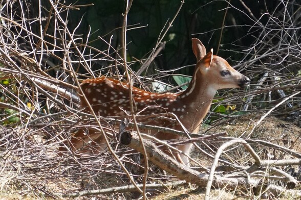 A recently-born fawn with a rusty-red coat with white spots stands among a tangle of bare branches in a brush pile. It had just come out of hiding because Mom was nearby (unseen in photo) and was making its way to her.