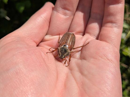A photograph of a large chafer beetle in the palm of my hand.