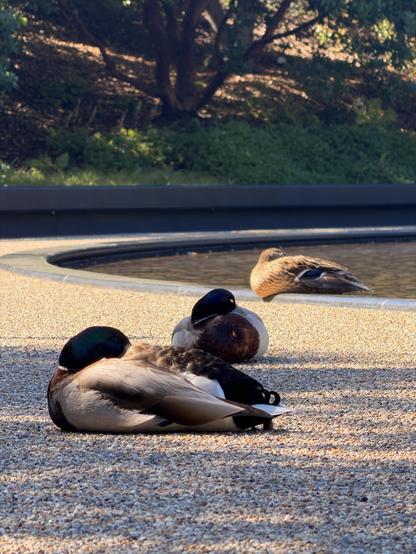 Three ducks resting on a gravel surface near a body of water. Two ducks are lying down with their heads tucked under their wings, while the third duck is sitting upright with its head turned to the side. The background features a tree with green leaves and a concrete barrier around the water.