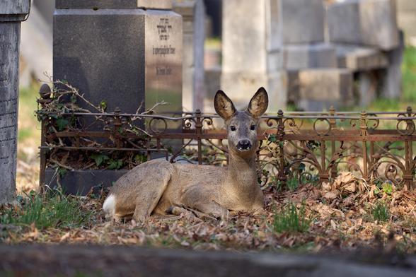 Ein Reh liegt zwischen Gräbern am Boden und sieht in die Kamera