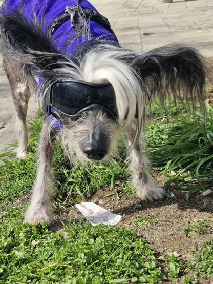 A Chinese crested dog, standing on a patch of grass, facing the camera. He is wearing a royal blue fleecy coat, and has enormous black feathery ears, a white crest and white hairs around his black nose. He is also wearing a pair of very smart black goggles, and looks like a badass skier or like the comedy supporting character out of a Mad Max movie.