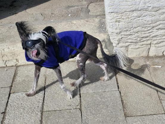 Beckett the Chinese crested dog, with ginormous black feathery ears and a white crest, walking down a stone flagged pavement in bright sunshine - but that's ok because he is wearing his new sunglass-doggles! He is also wearing a very smart royal blue fleecy coat. He is looking directly at the camera, and is licking his nose. He looks ridiculous and quite cool at the same time, and absolutely adorable.