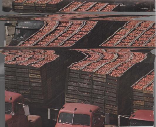 photo of trucks filled with tomatoes, wiggly from scanner fun