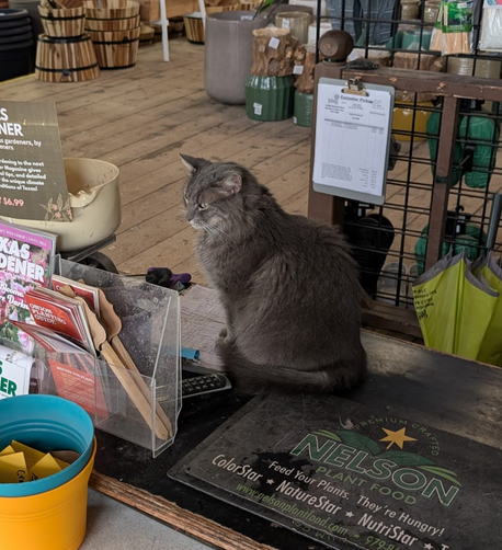 Cat sitting on checkout counter at a plant nursery.