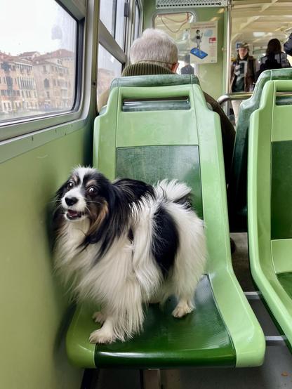 Aboard the vaporetto water bus. A small and very floofy black and white dog stands on a green plastic seat, staring straight at the photographer with their mouth open in a doggy grin and a look of ecstatic and slightly hysterical excitement on their face. Out of the vaporetto window you can see some of the palazzi which line the Canal Grande.