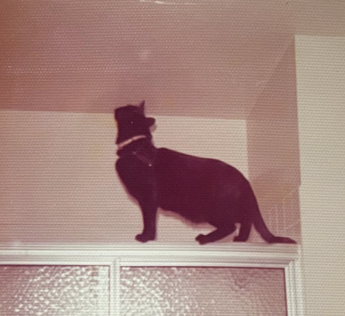 Photo of a shorthaired black cat standing on the thin ledge on top of a sliding glass shower door. The cat is staring intently up at the ceiling.