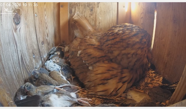 Nest van een Bosuil, de uil is omringd met dode muizen.