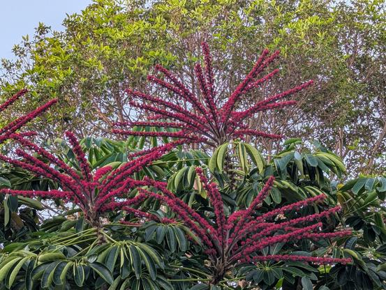 Tall umbrella tree in full bloom with red flower stems sticking out the dense green canopy