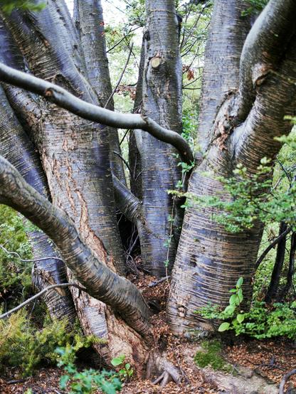 Multi stemmed trunk, dark blue black bark with horizontal pale bands, some small green leaves just bursting, stems in the background.