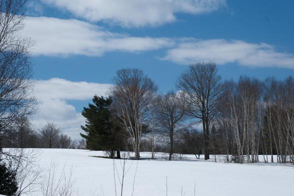 A row of large trees in a snowy field. The sky is blue with some white clouds.