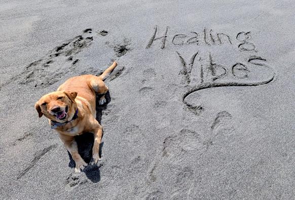 Golden lab is lying on the beach next to the words Healing Vibes written in the sand.