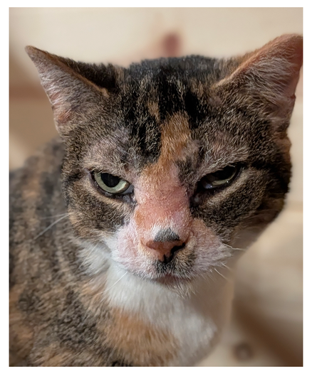 close-up of a calico cat with white markings and green eyes making contact. the background is light wood-paneled wall.