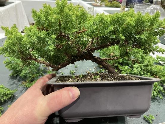 A Bonsai that I just got done with.