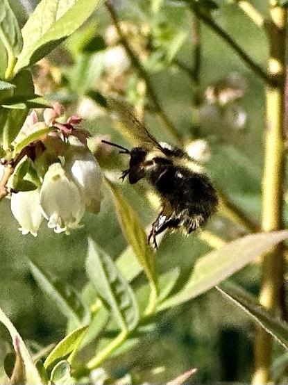 A chubby bumblebee flies interestedly up to a small cluster of flowers on a shrub.