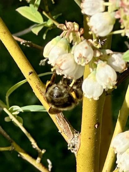 The wide round posterior of a bumblebee as it explores a group of little vase shaped flowers.