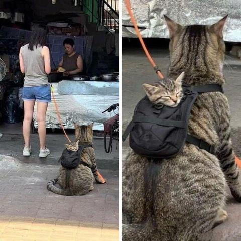 Kitty with backpack that's holding a smaller kitty.