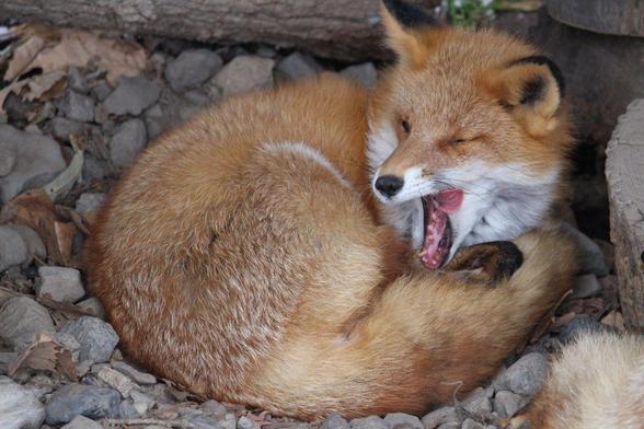 Picture of a Fox
