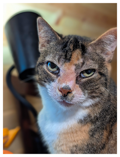 close-up of a calico cat with white markings and green eyes making contact. the background is a black desk lamp and wood-paneled wall.
