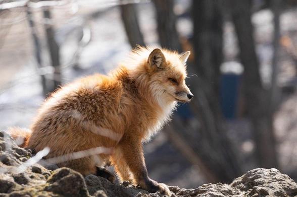 Picture of a Fox