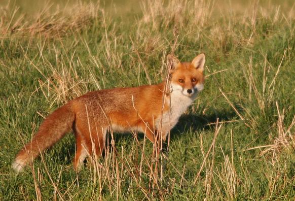 Picture of a Fox