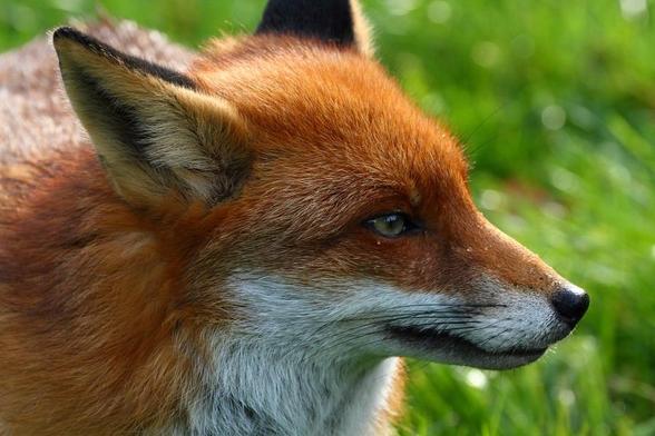 Picture of a Fox