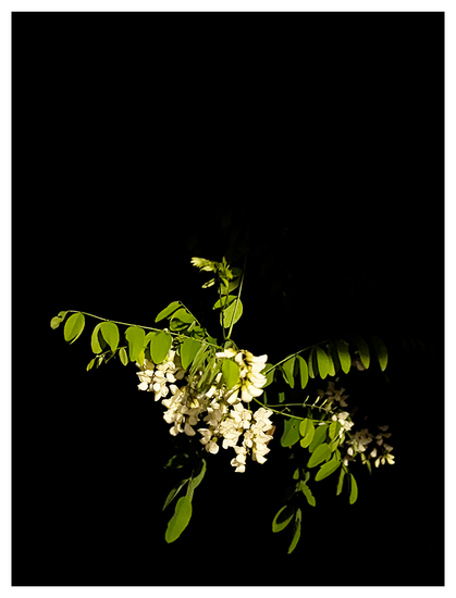 a branch of black locust with a cluster of white blossoms appears to float in a black void.