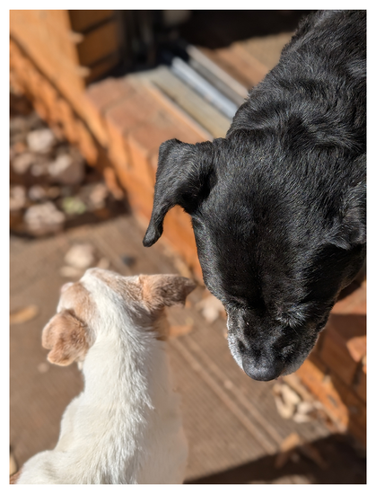 two dogs stand near a brick doorstep, one inside and one outside a sliding glass door. One is black with a gray muzzle, looking down; the other is small and mostly white with tan ears, facing away. Sunlight casts sharp shadows, and the ground is covered in tan outdoor carpeting and fallen leaves.