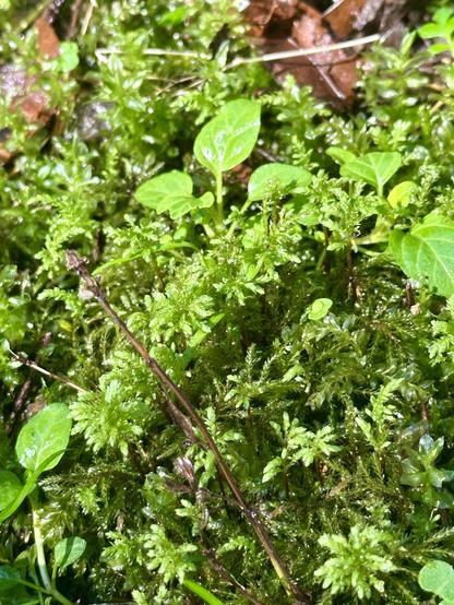 Close up of moss fronds like miniature ferns, with other little leaves poking through.