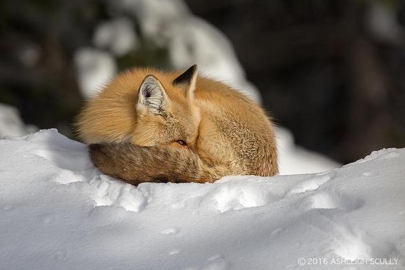 Picture of a Fox