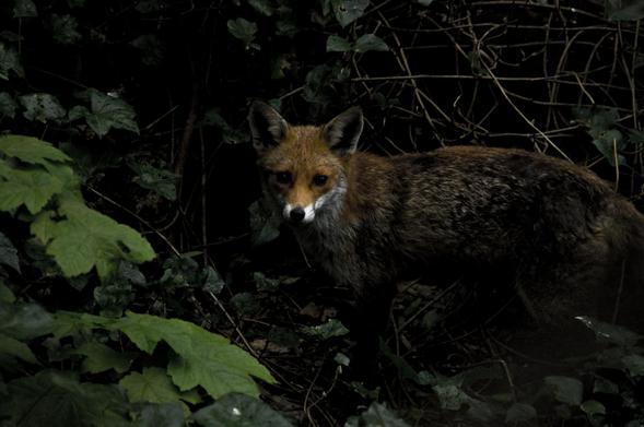 Picture of a Fox