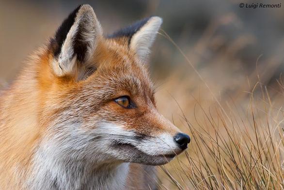 Picture of a Fox
