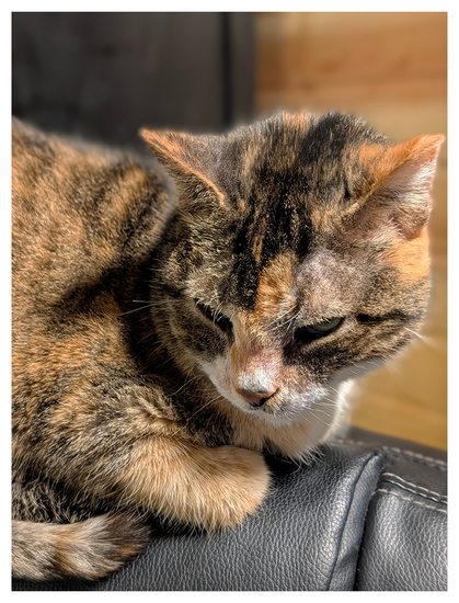 close-up of a calico cat with sleepy green eyes on the back of a black vinyl desk chair, looking down and to the right. the background is out of focus a black wooden cabinet against a wood-paneled wall.