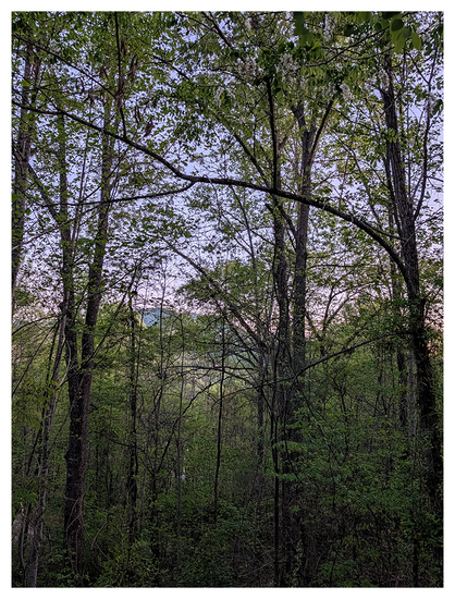 a dense forest with new green leaves. a mountain ridge is visible through the trees in the distance under a pale blue/pink sky.