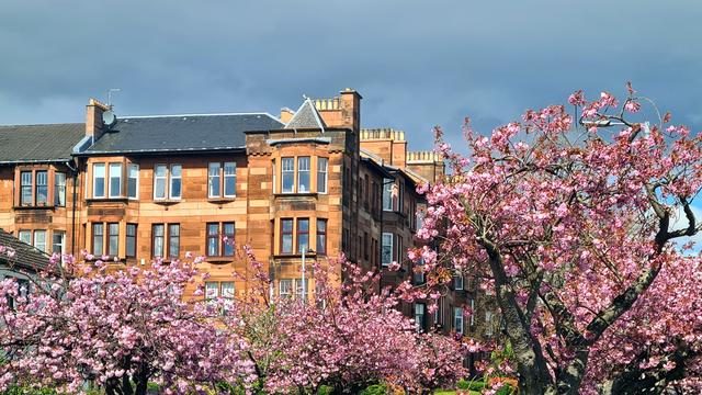 Cherry blossom trees surrounding a red sandstone Glasgow tenement.