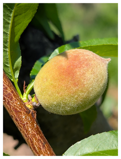 sunny day. close-up of an olive-sized unripe peach growing on a tree branch, covered in fine fuzz. the peach is light green with hints of red, surrounded by green leaves and rough brown bark,