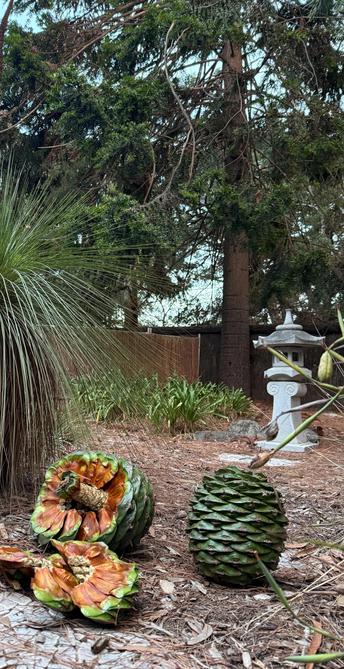 Mum’s backyard has a bunya pine tree (background, about 40 cm trunk and about 15 m tall). Once every few years it goes to seed, forming prolate pinecones about 25 cm long and weighing more than 5 kg. Then in late summer in the space of a few days, they fall off. Foreground depicts two cones. One intact, where it fell, about 10 m from the tree, and one which broke apart when I moved it, showing the individual seed pods about 7 cm across. There’s a spiky xanthorrhea grass tree at left and agapanthus all over. Miraculously, the metre-tall concrete Japanese lantern ornament was unharmed by the conefall. We counted four on the ground and two still up the tree. The area is now fenced off for safety.