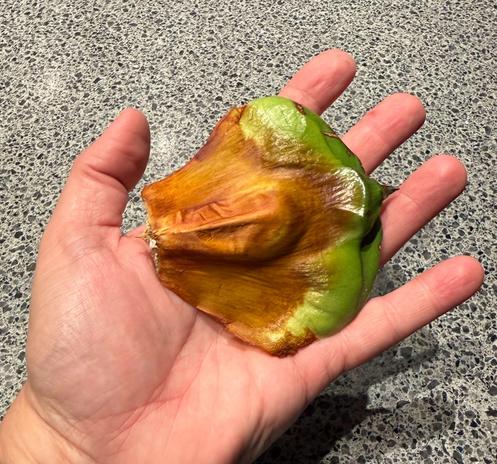 I risked life and limb to fetch a seed pod. It’s resting in my hand. The pod is just on 10 cm across. It’s clamshell shaped with a green edge on the outer round part and brown elsewhere. It’s got a spike on the tip because fuck you. The actual seed is a bulge in the middle about 2 by 4 cm. None of these fingerprints is used for authentication.