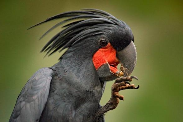 A palm cockatoo eating with a powerful beak. Its feathers are black with a bright red face. It’s long black crest feathers are relaxed like a slicked back hair do.