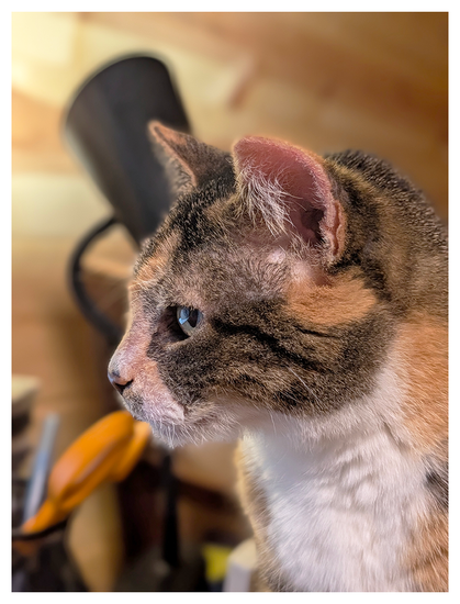 close-up side profile of a calico cat with white markings looking ahead at an unseen monitor reflected in her green eye. the background is out of focus, dek stuff including a black lamp. paneled behind.